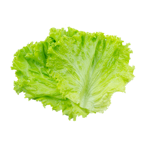 Iceberg Lettuce