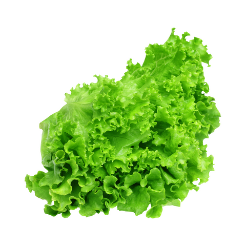 Green Ice Lettuce
