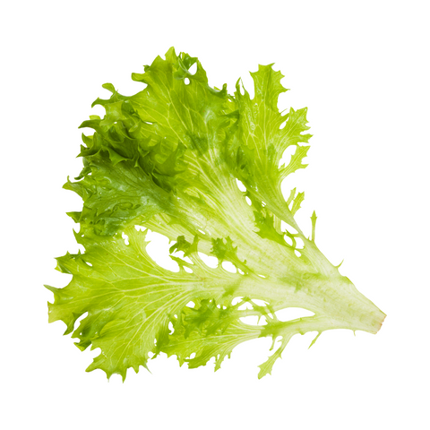 Green Ice Lettuce