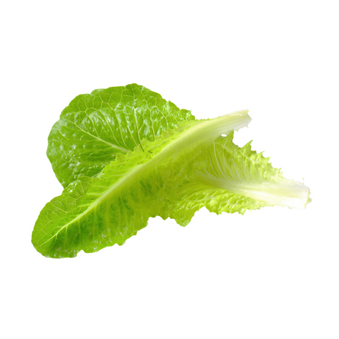 Romaine Lettuce