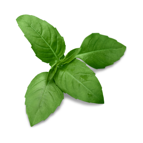 Basil