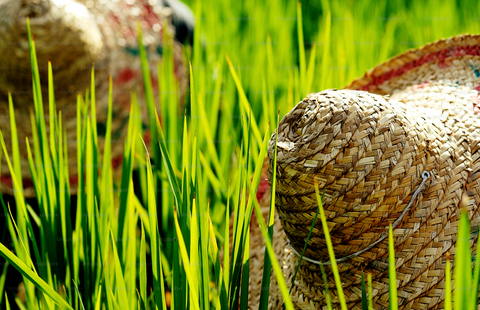 Farmers & Cooperatives