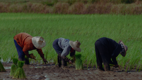 Farmers